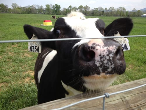 Cow poking its head through a fence