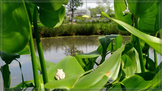 White frog on a leaf looking out over a pond.