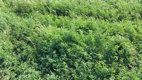 Cover crops