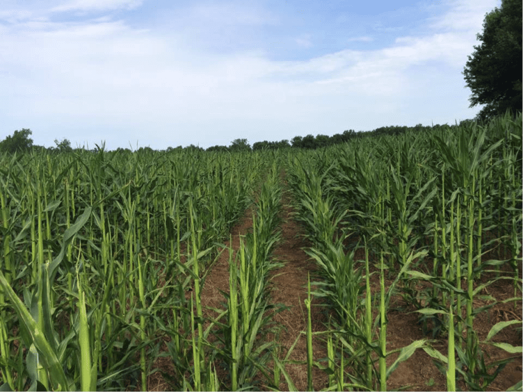 Rows of crops growing