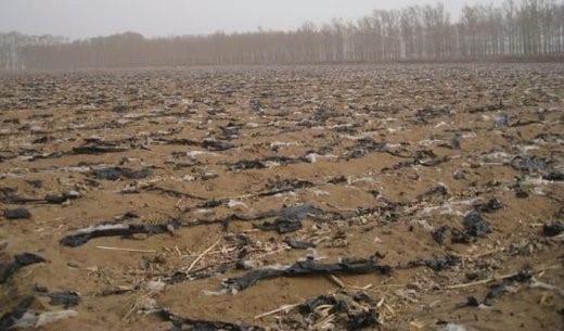 LDPE soil residuals at the end of the cropping season of a tobacco field