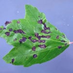 Maple Anthracnose Leaf