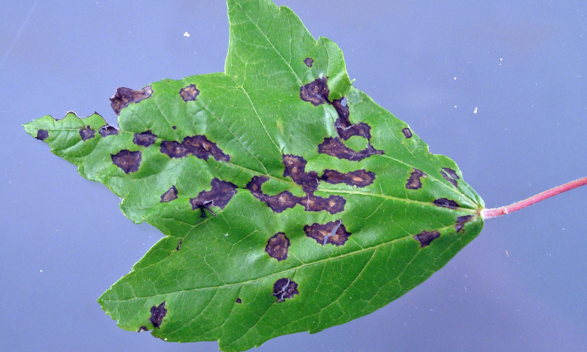 Maple Anthracnose Leaf