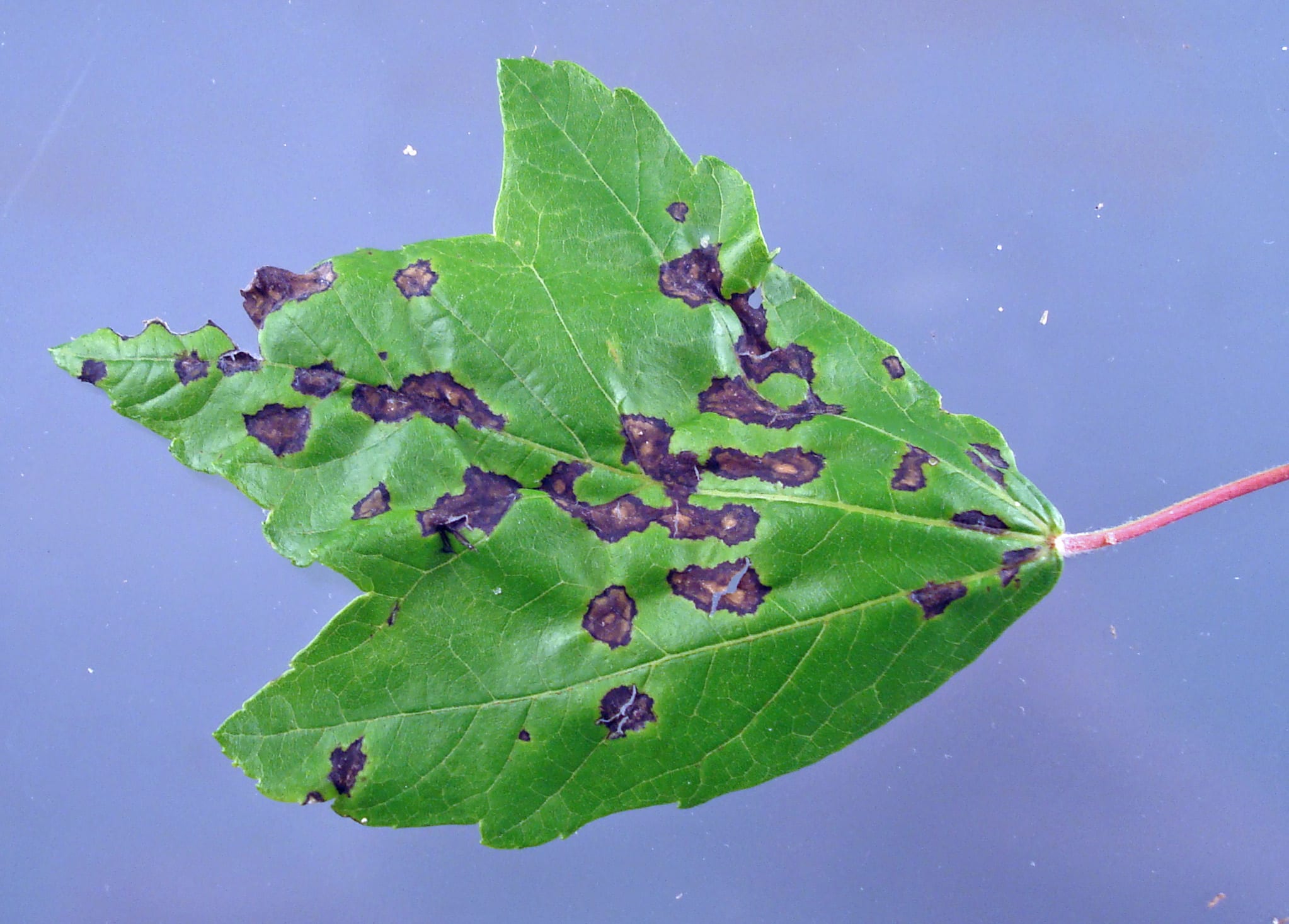 Maple Anthracnose Leaf | Department Of Biosystems Engineering And Soil ...