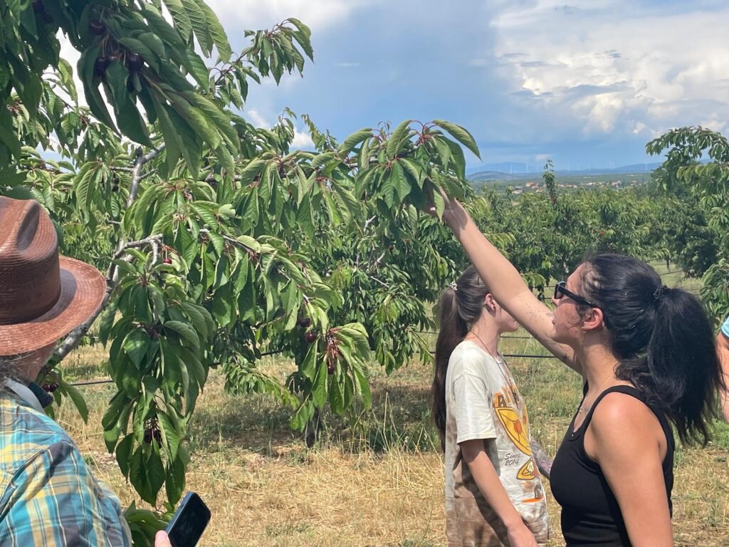 Students admiring a tree in Croatia